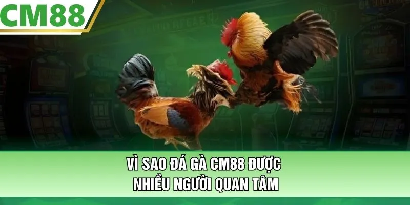 Vì sao đá gà CM88 được nhiều người quan tâm